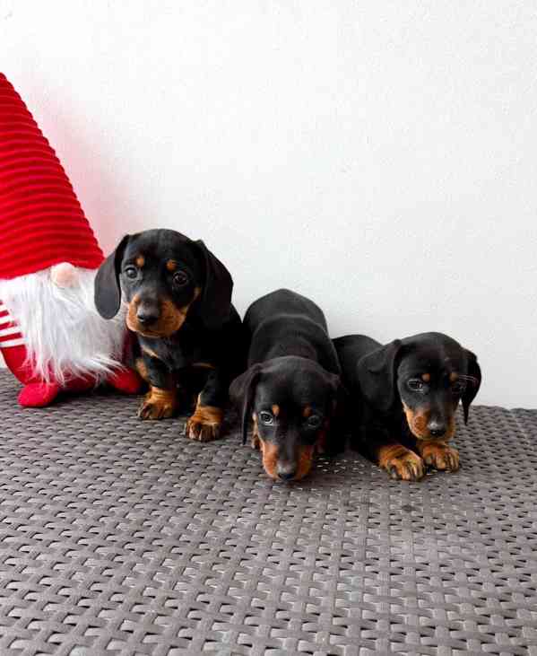 Jezevčík hladkosrstý trpasličí bez PP  - foto 3