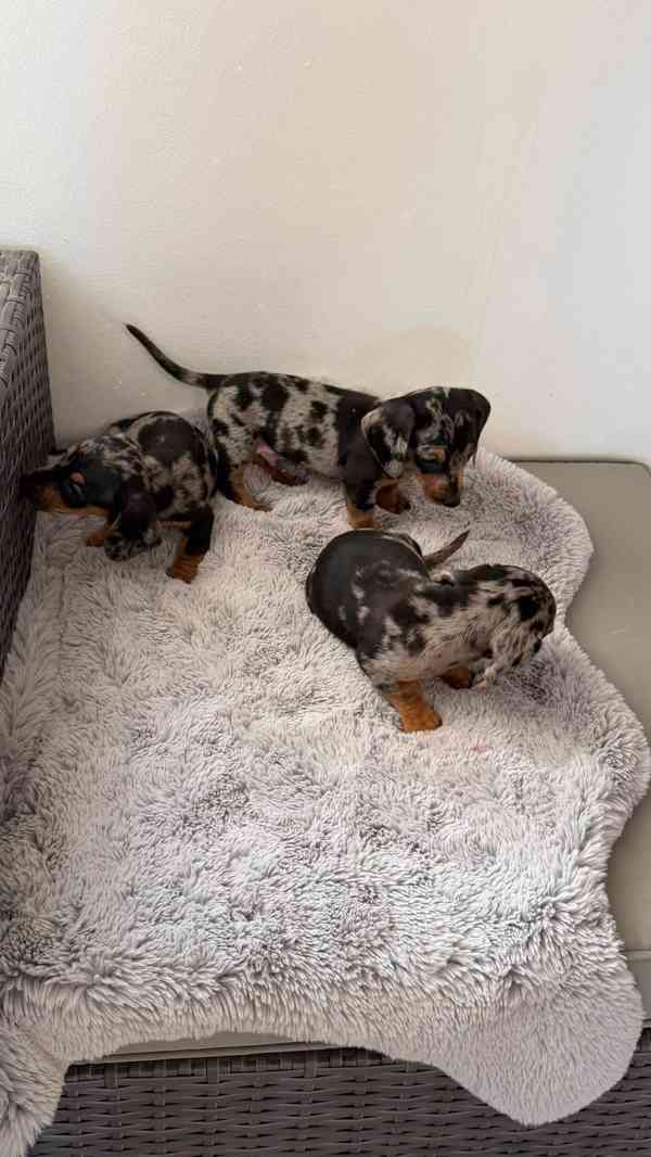 Merle Jezevčík hladkosrstý trpasličí bez PP  - foto 7