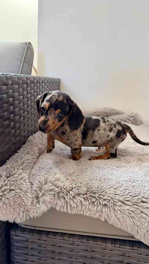 Merle Jezevčík hladkosrstý trpasličí bez PP  - foto 3