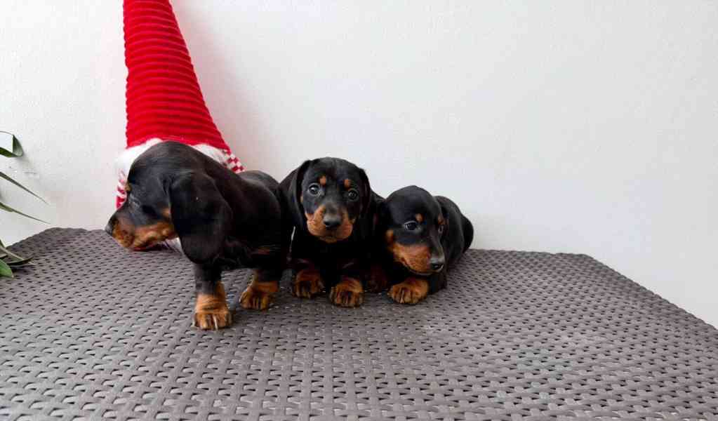 Jezevčík hladkosrstý trpasličí bez PP  - foto 6