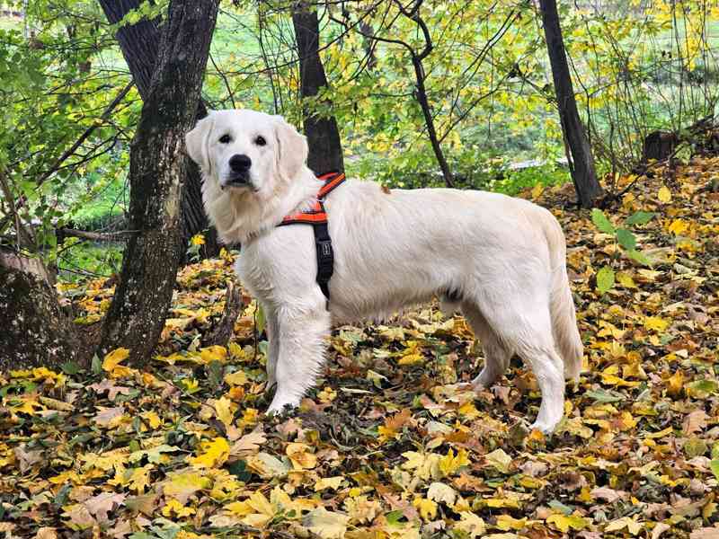 Hledáme dočasné bydlení se psy – Olomouc a okolí - foto 2