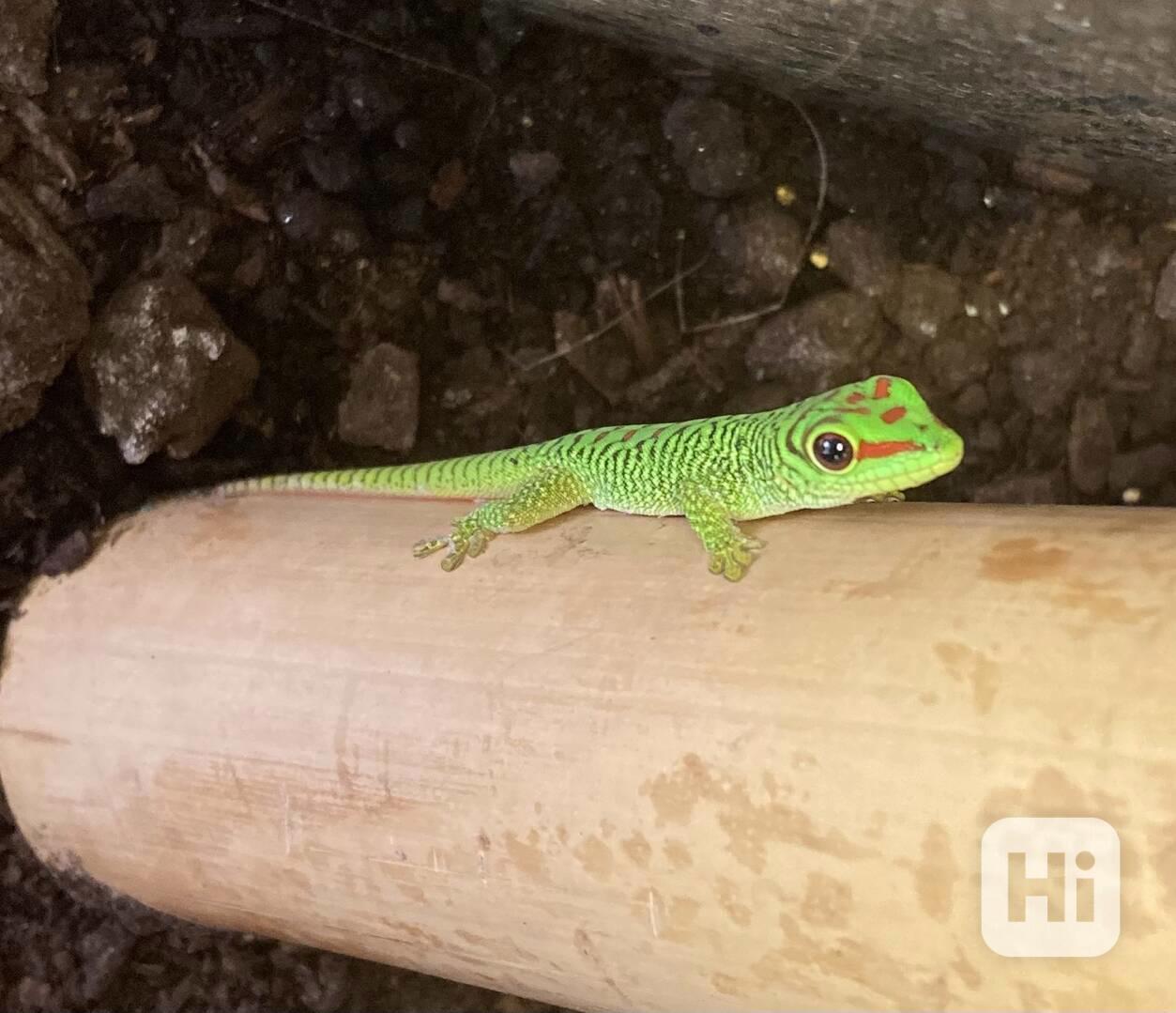 Ještěrka Felsuma Grandis - foto 1