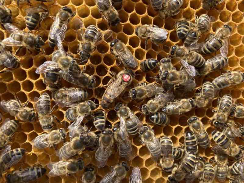 Včelí med z Podkrkonoší - foto 4