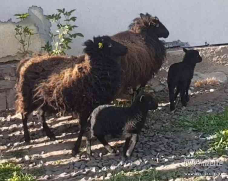 4 ovečky - Ovce ouessantská - foto 1