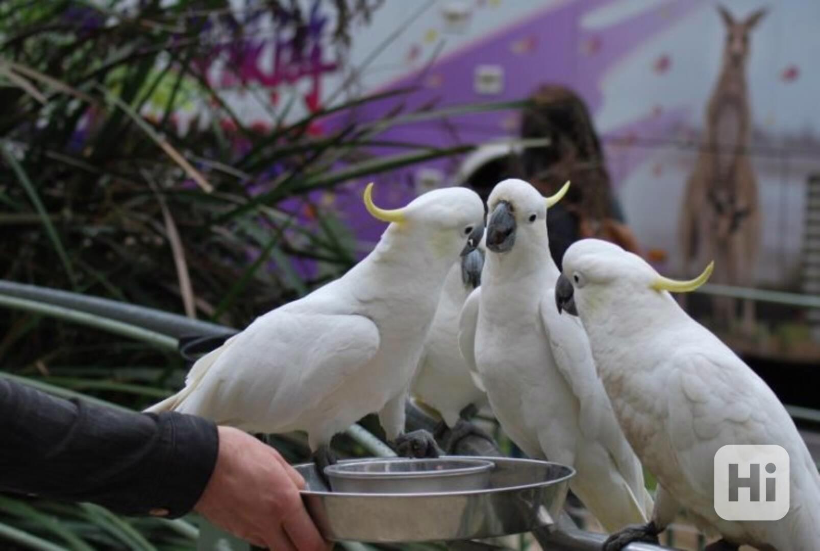 🦜 Krásní mluvící papoušci kakadu - foto 1