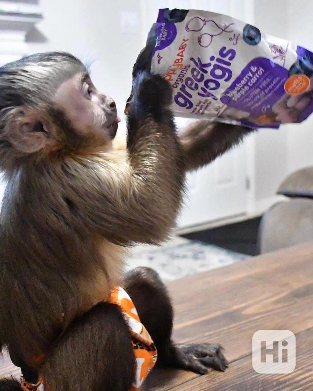 🐒 Přátelské kapucínské opice na prodej - foto 1