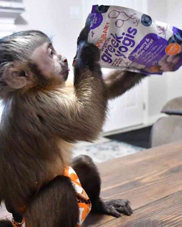 🐒 Přátelské kapucínské opice na prodej