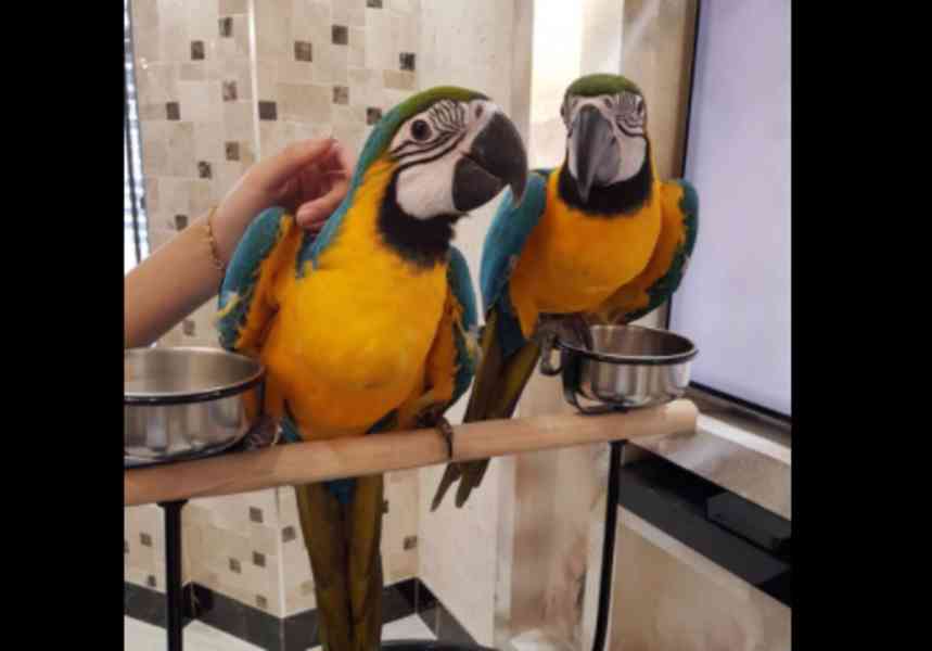 Krásný pár papoušků arů k adopci