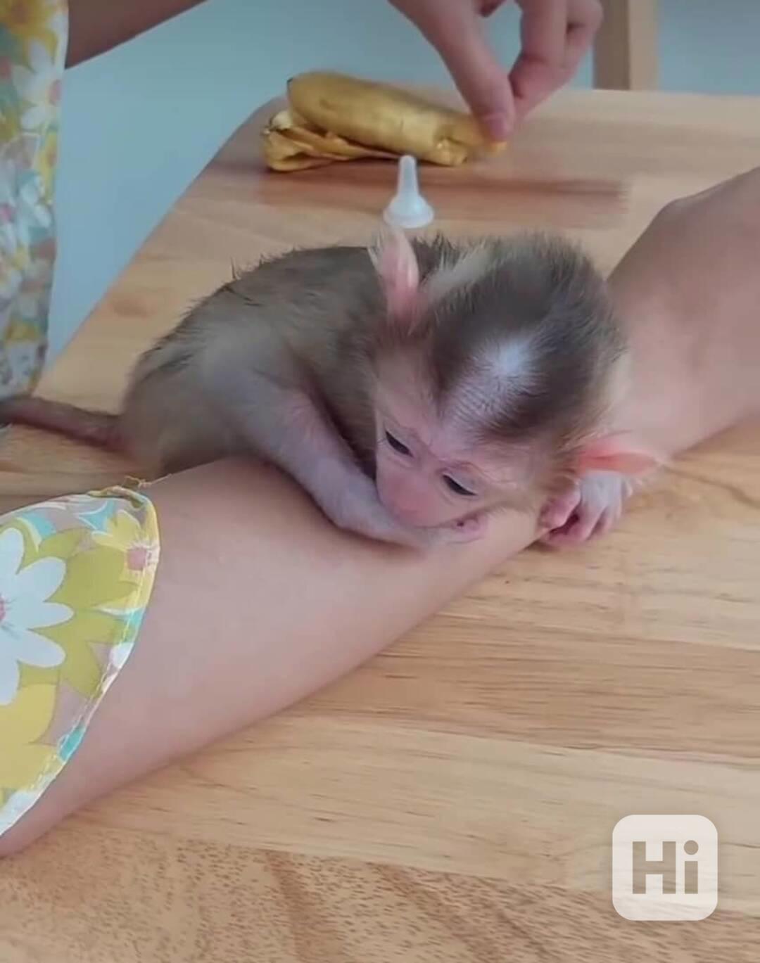 Rozkošná kapucínská opička připravená na milující domov - foto 1