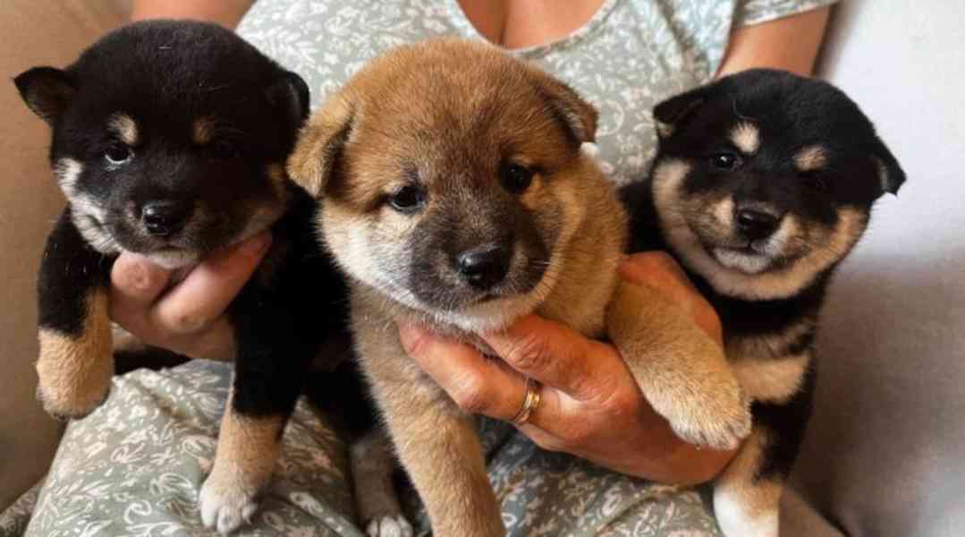 Shiba inu štěňátka  - foto 1