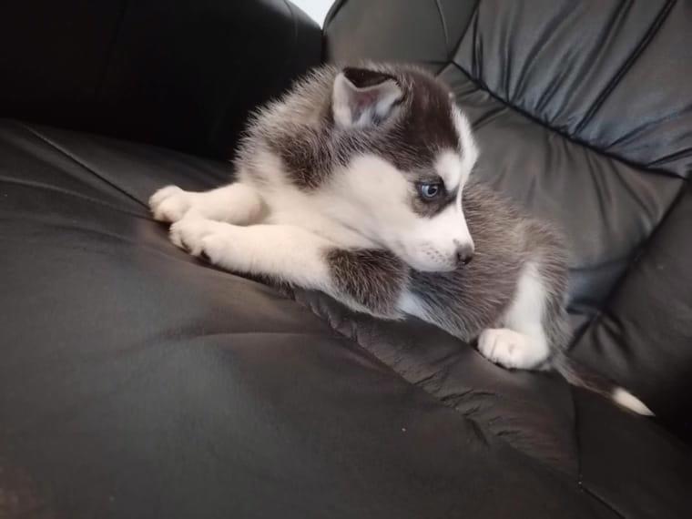 Husky štěně fena - foto 1