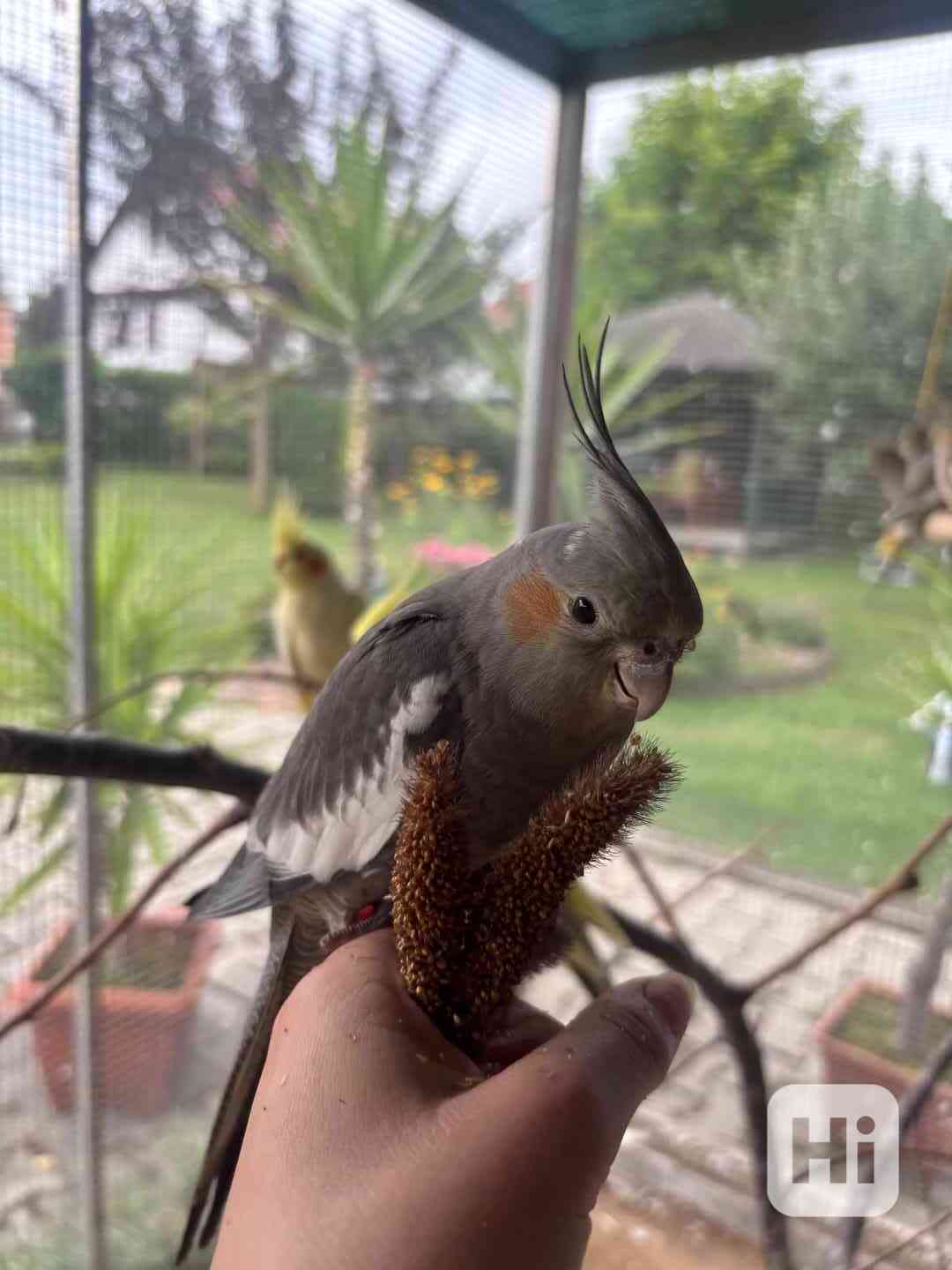 Korela chocholatá - foto 1