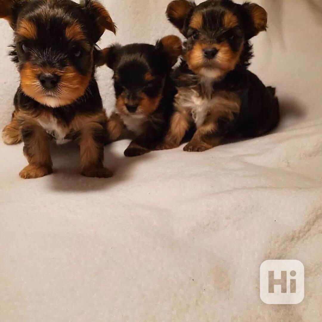 Štěňata yorkshirského teriéra k adopci - foto 1