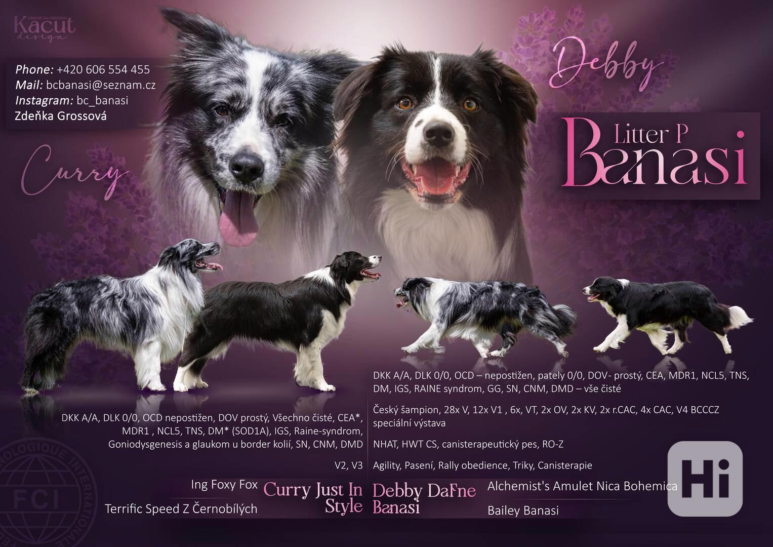 Border Kolie s PP - foto 1