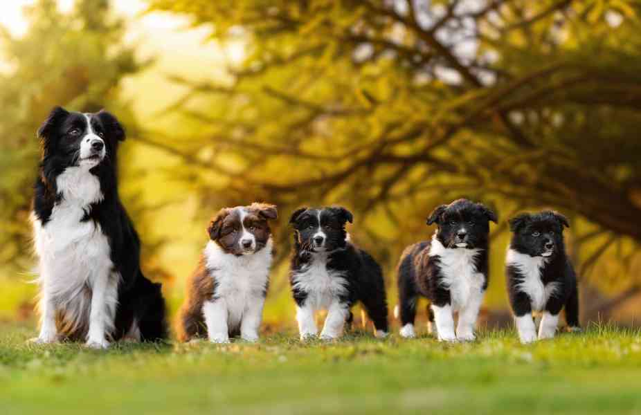 Border Kolie s PP - foto 4