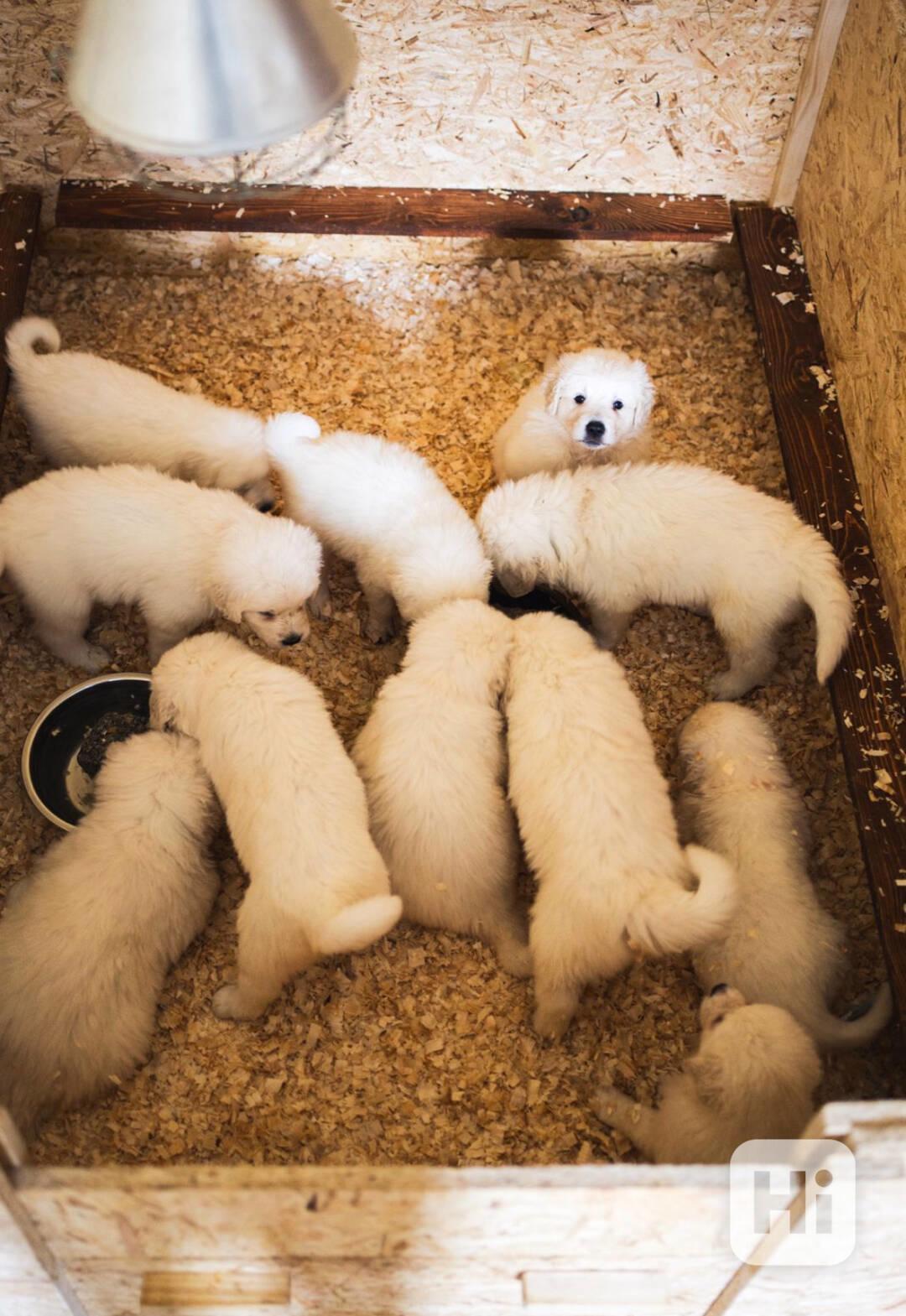 Slovenský čuvač - štěňátka s PP - foto 1