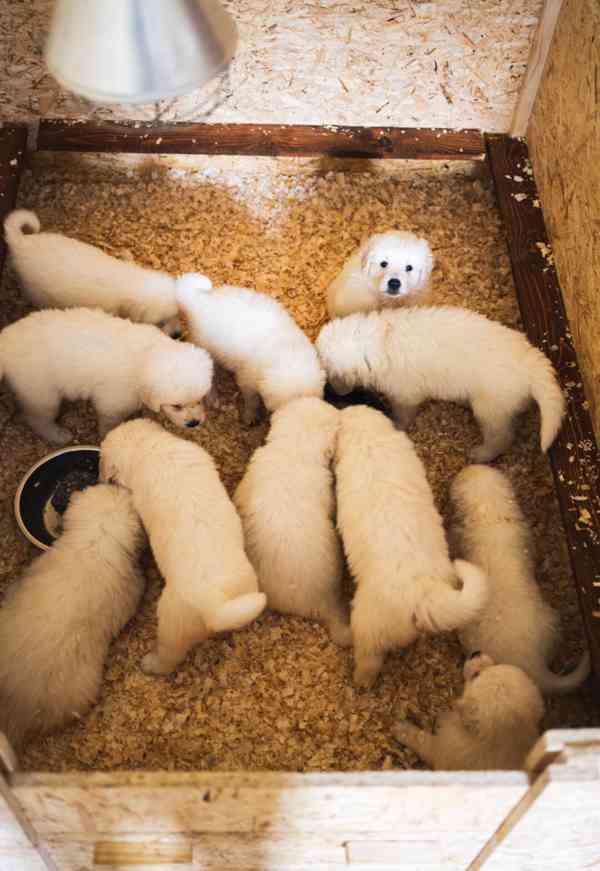 Slovenský čuvač - štěňátka s PP - foto 1