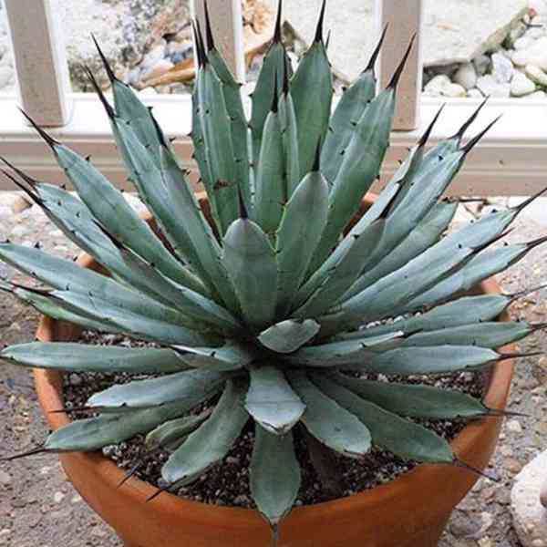 Agave macroacantha