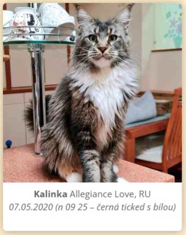 Mainské mývalí koťata s PP - foto 4