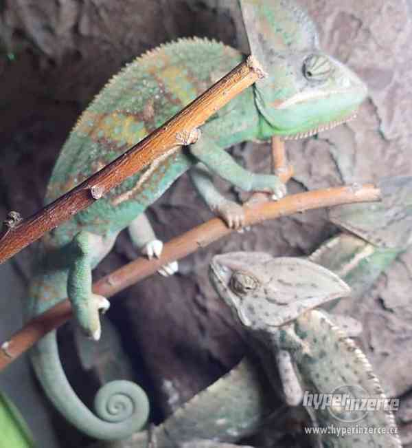 Mláďata chameleona jemenského - poss. Piebald - foto 1