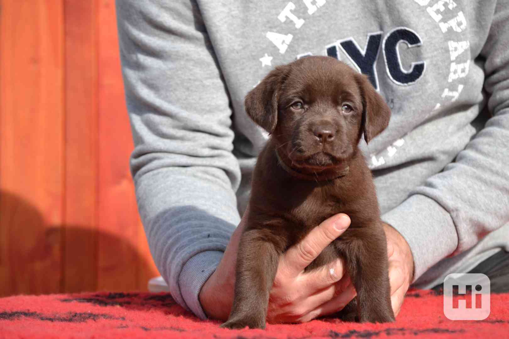 Labrador čokoládové štěňátka s PP - foto 1