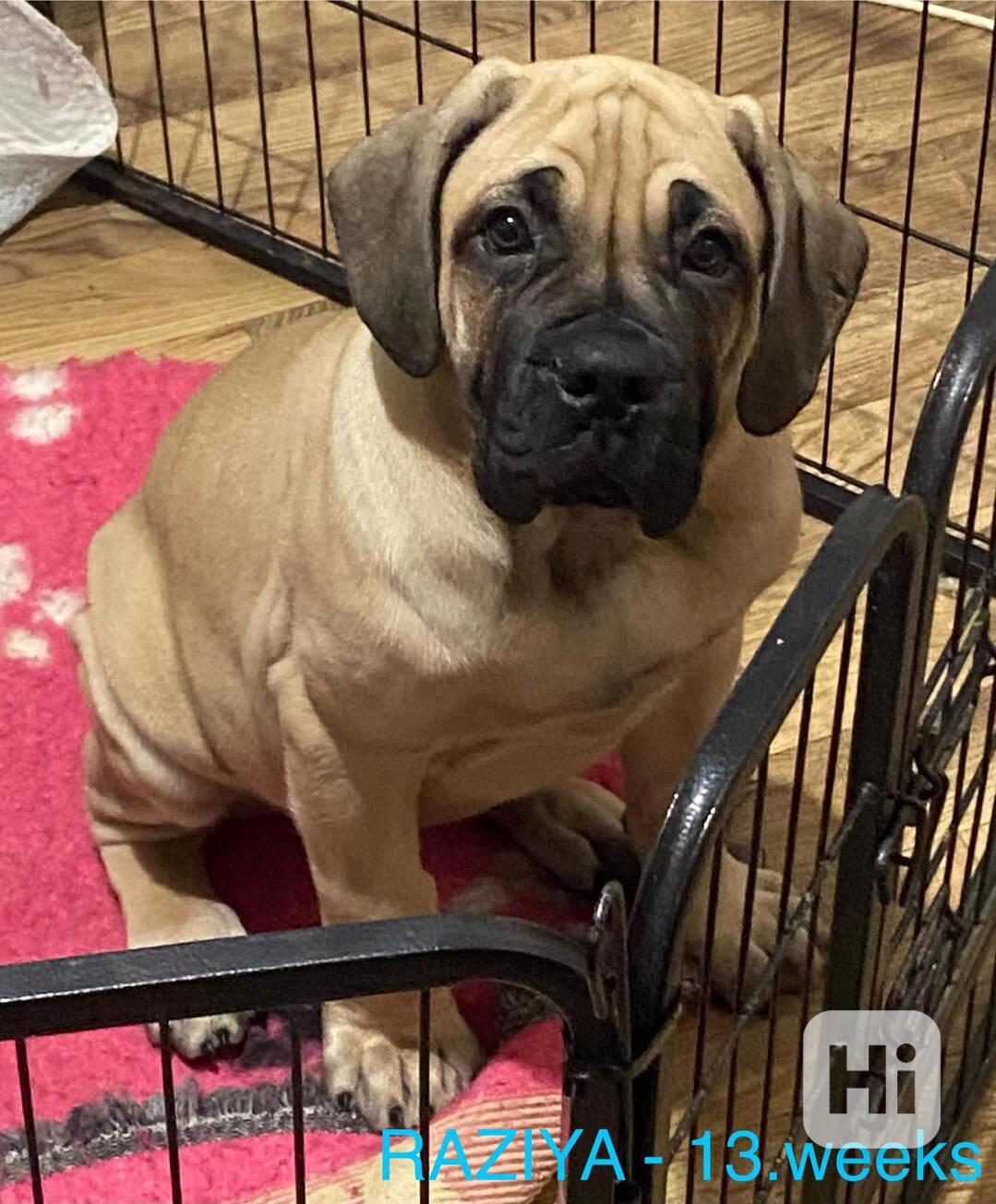 Boerboel - foto 1