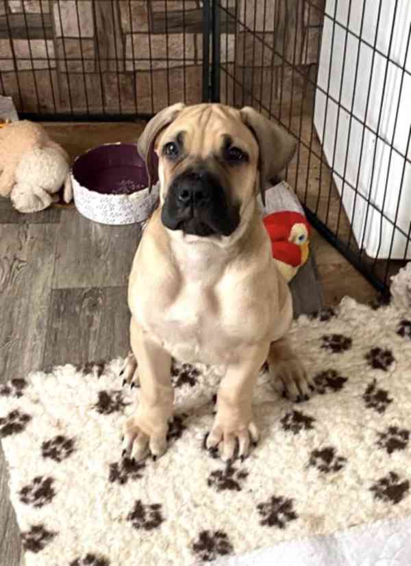 Boerboel - foto 7