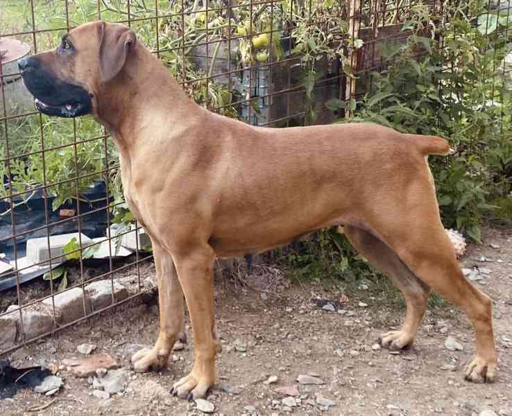 Boerboel - foto 12