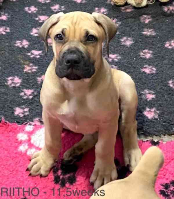 Boerboel - foto 3