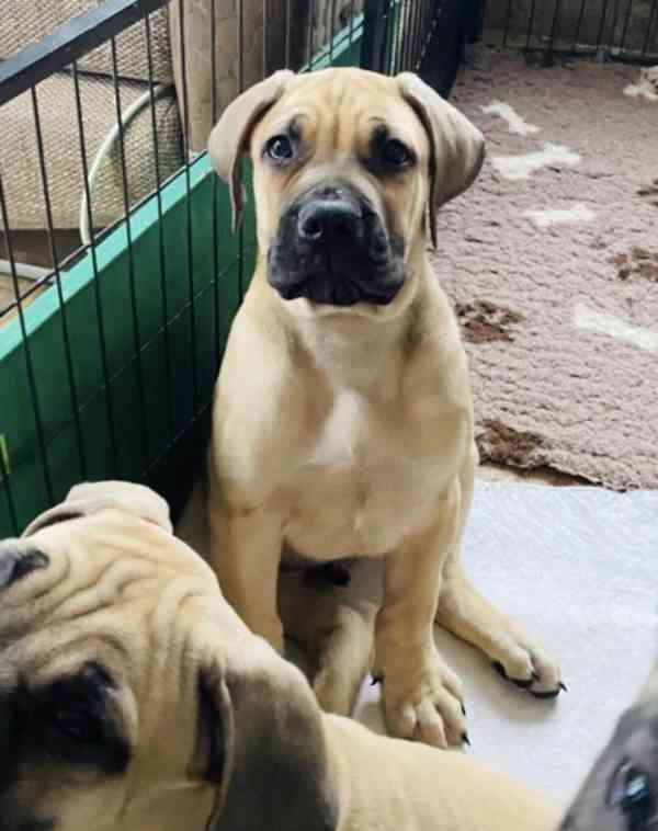 Boerboel - foto 5