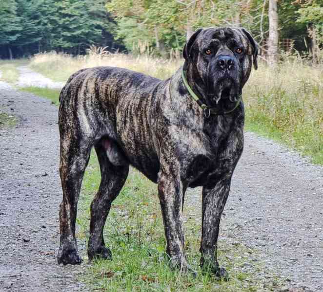 Boerboel - foto 11