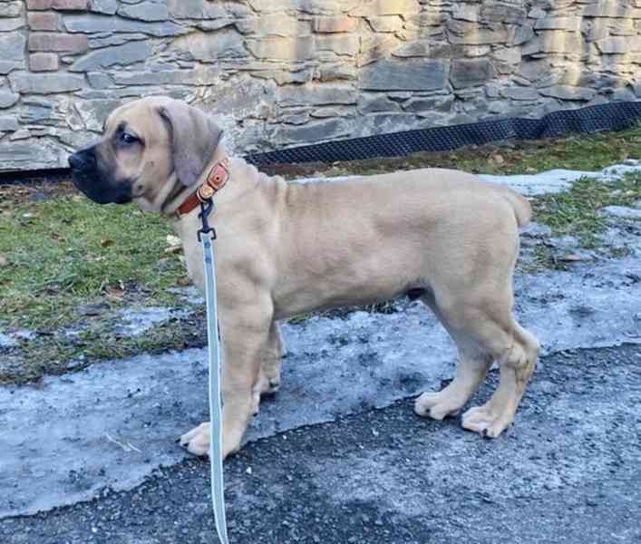 Boerboel - foto 2