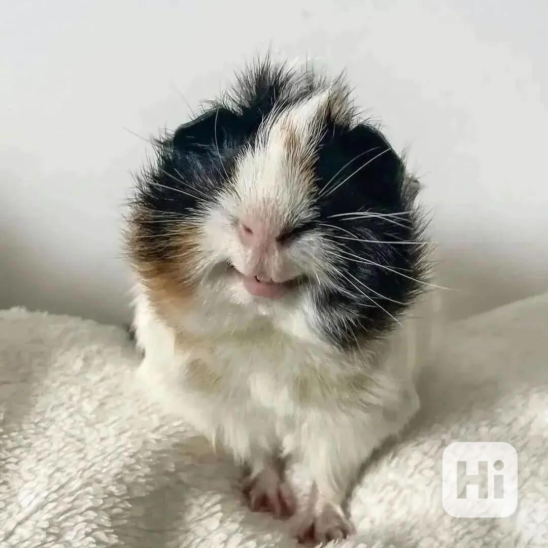 Tato koťata amerického bobtaila světové úrovně – kluci i hol - foto 1