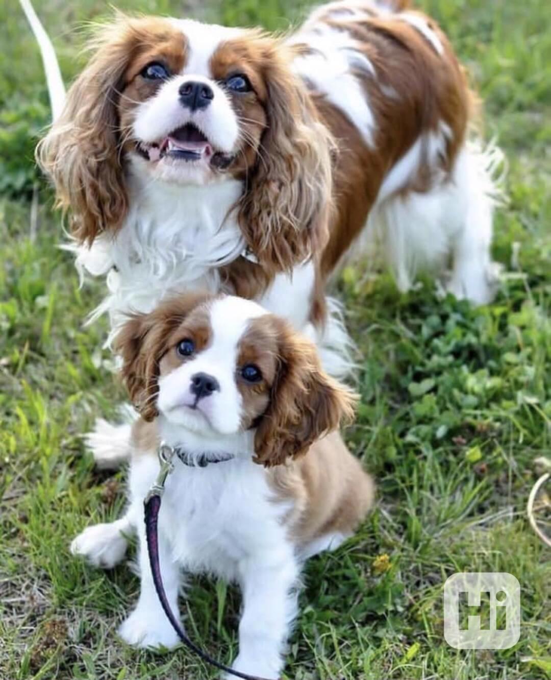 Štěňata King Charles španěl - foto 1
