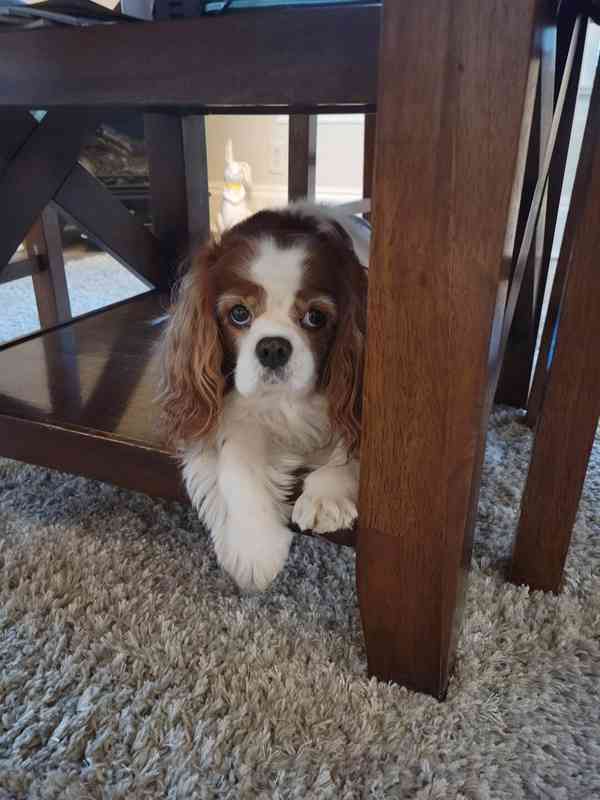 Štěňata King Charles španěl - foto 5