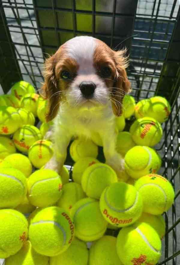 Štěňata King Charles španěl - foto 3