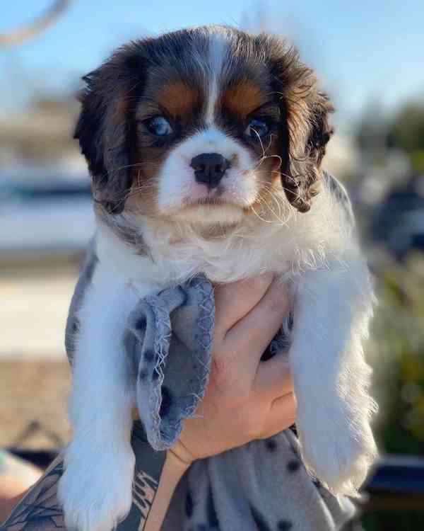 Štěňata King Charles španěl - foto 2