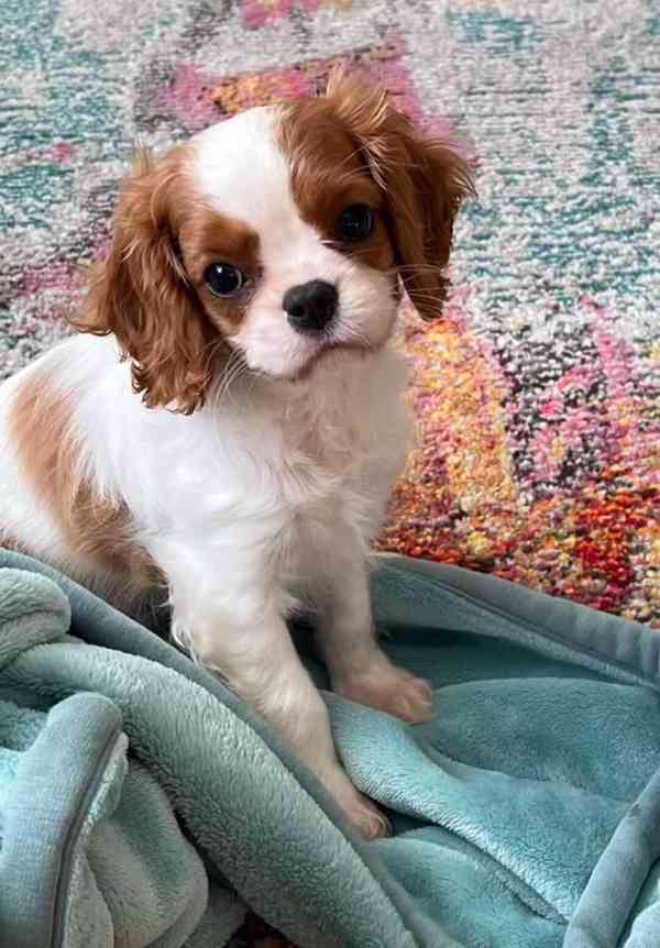 Štěňata King Charles španěl - foto 4