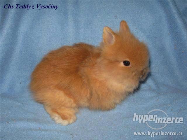 Teddy miminko s VP - foto 1
