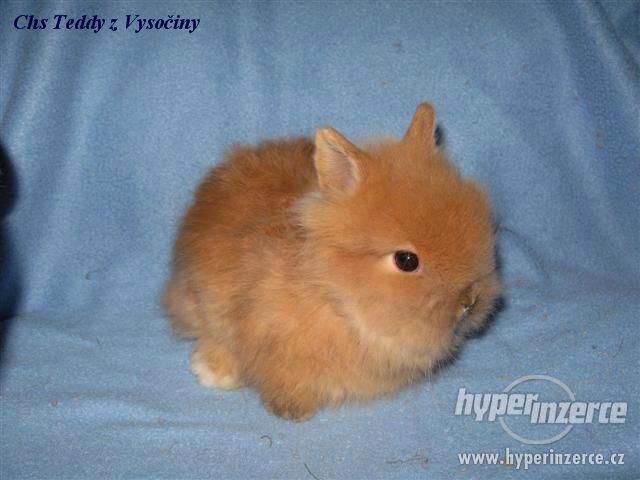 Teddy miminko s VP - foto 2