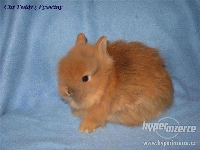 Teddy miminko s VP - foto 3