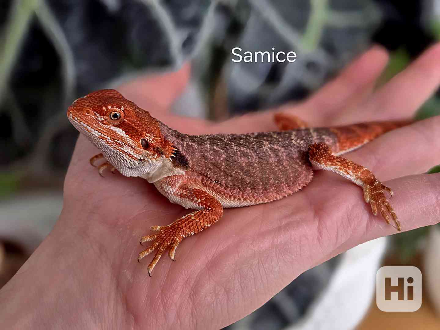 Červená mláďata agamy vousaté - foto 1