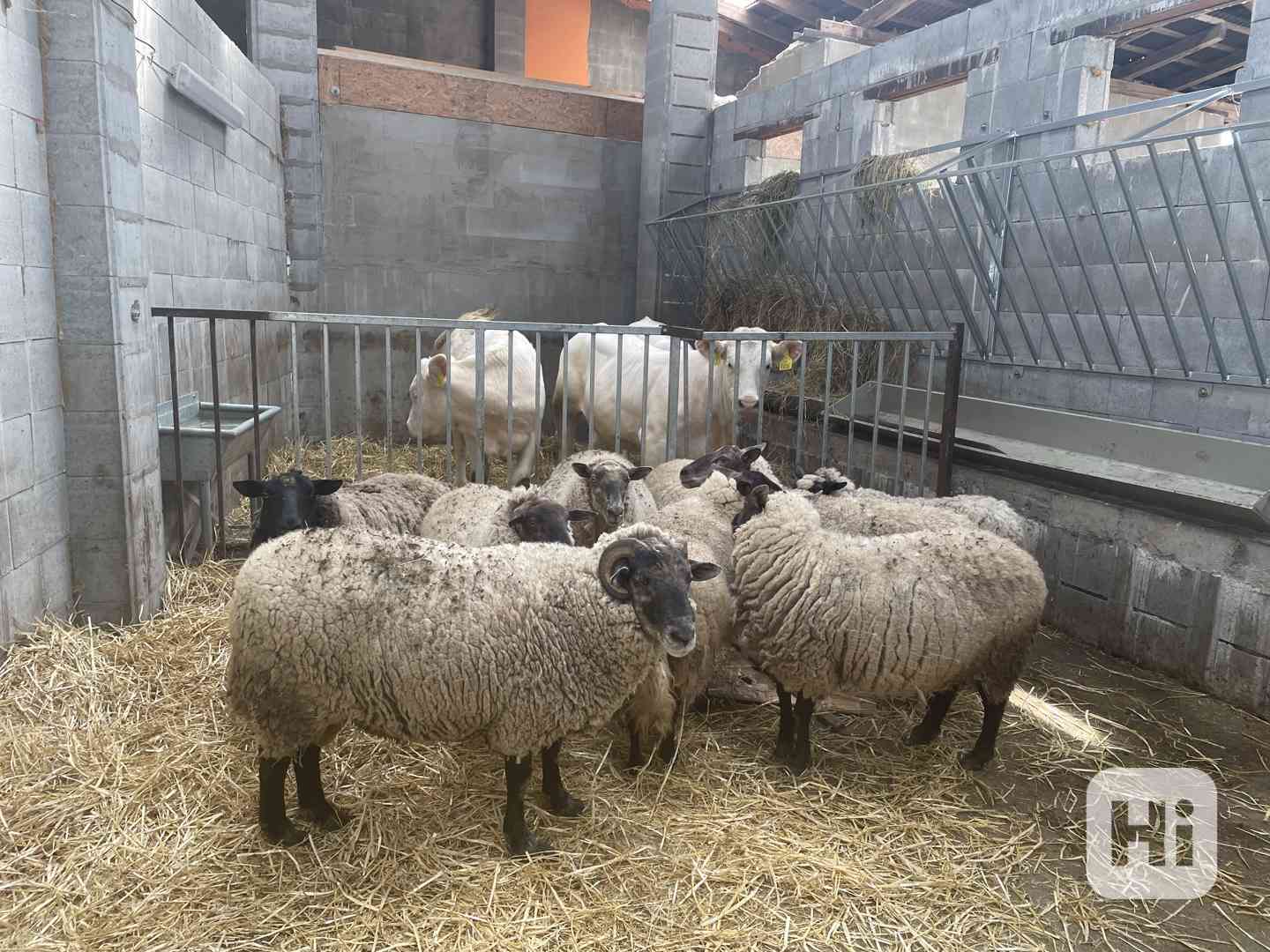 Prodej jehňat a kůzlat  - foto 1