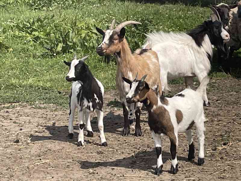 Prodej jehňat a kůzlat  - foto 2