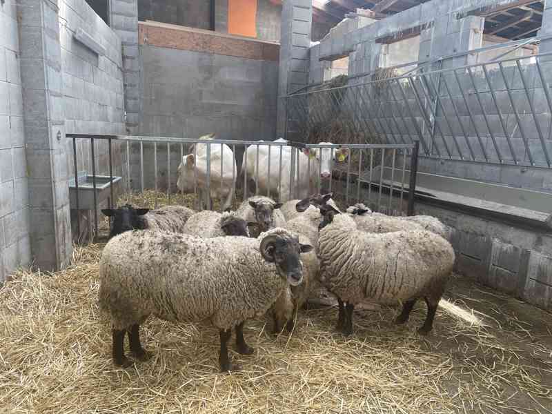 Prodej jehňat a kůzlat  - foto 1