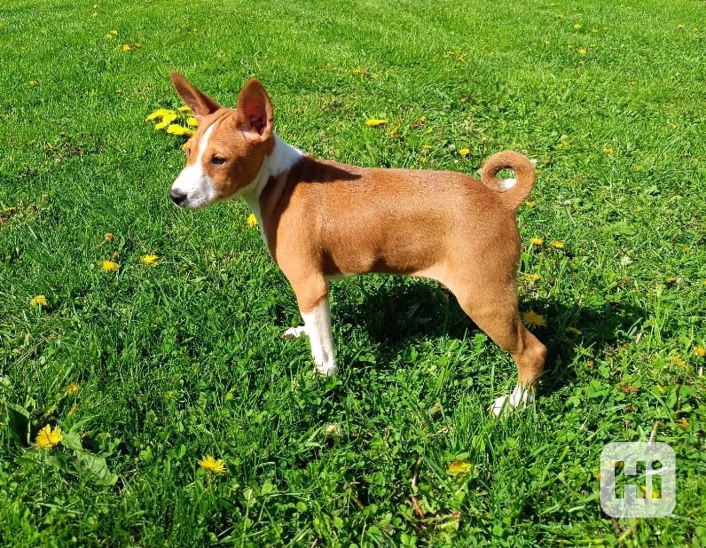 Basenji - prodám štěňata bez pp - foto 1