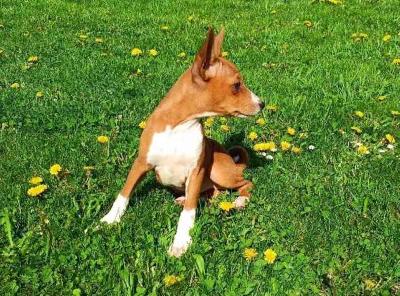 Basenji - prodám štěňata bez pp - foto 3