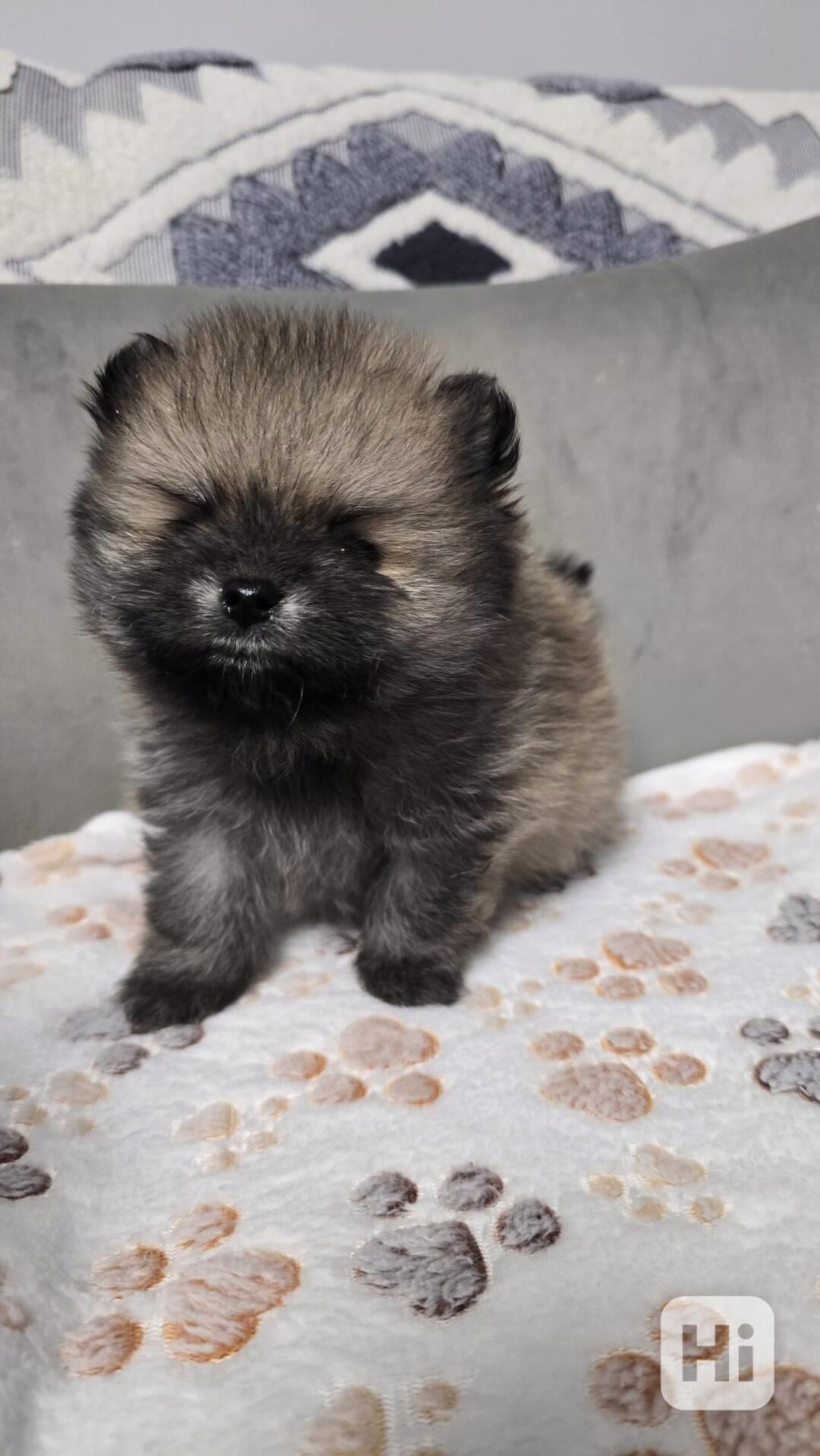 Štěně bílého pomeraniana k adopci - foto 1