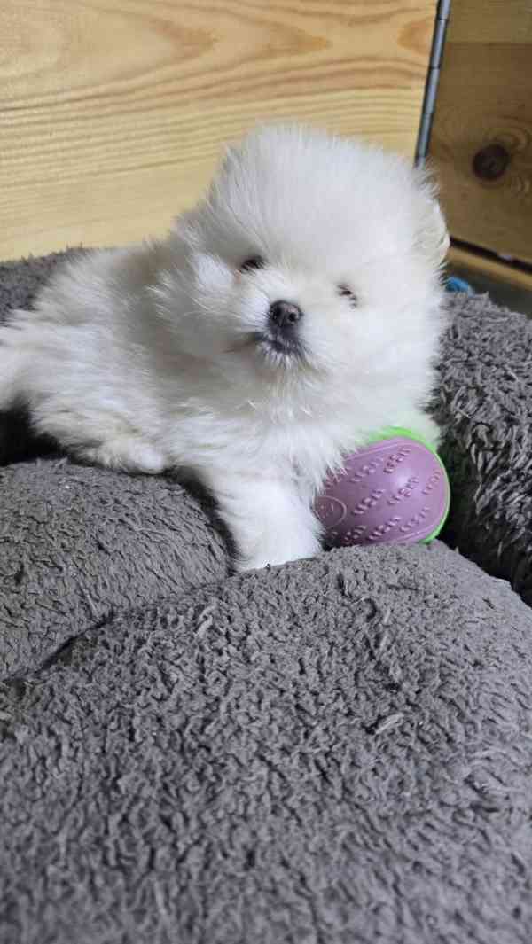 Štěně bílého pomeraniana k adopci - foto 3