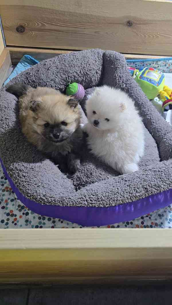 Štěně bílého pomeraniana k adopci - foto 2